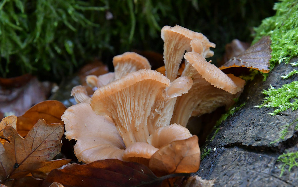 Lentinellus_cochleatus_var.inolens.jpg