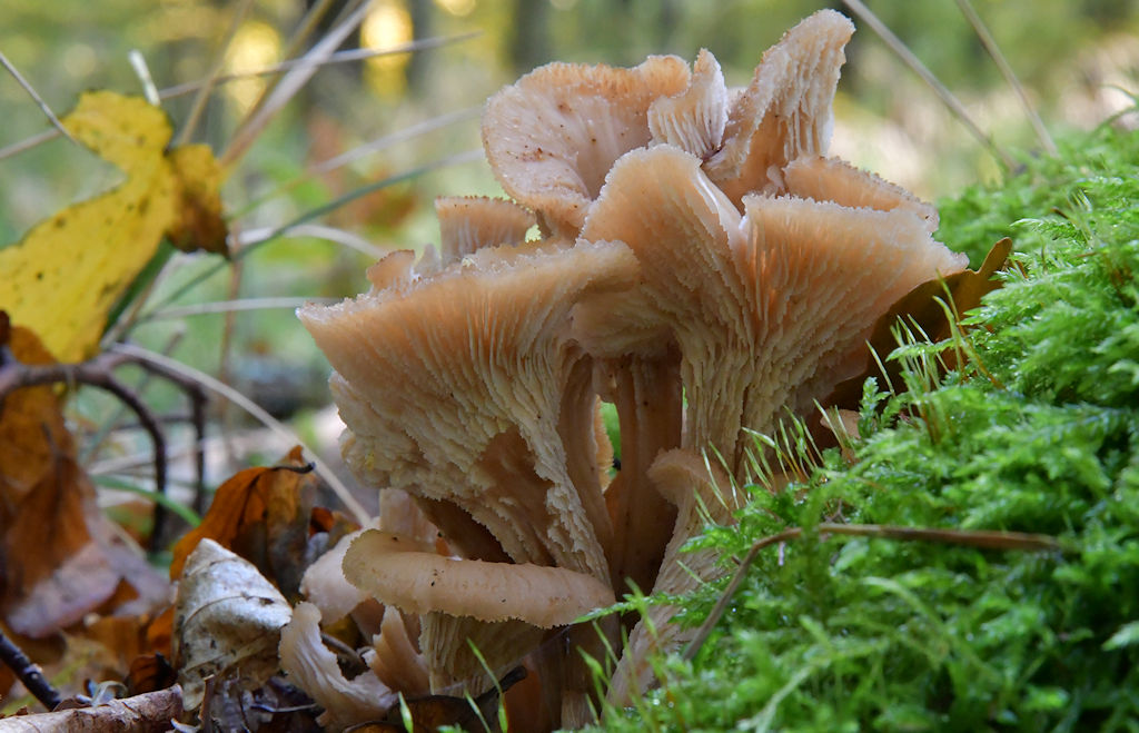 Lentinellus_cochleatus_var.inolens2.jpg