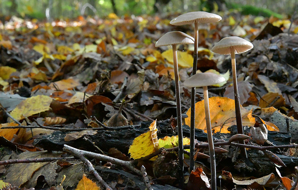 Mycetinis_alliaceus.jpg