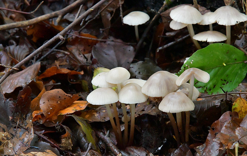 Marasmius_wynneae.jpg