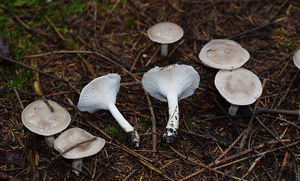Hygrophorus agathosmus