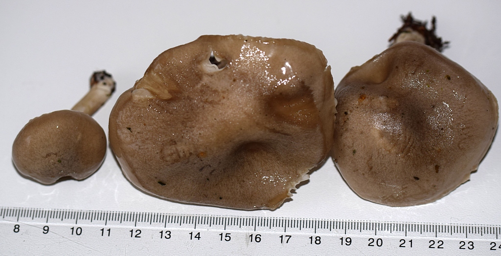 Hygrophorus agathosmus