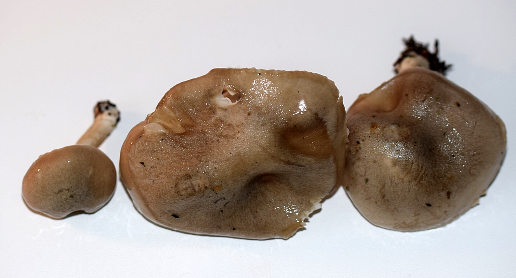 Hygrophorus agathosmus