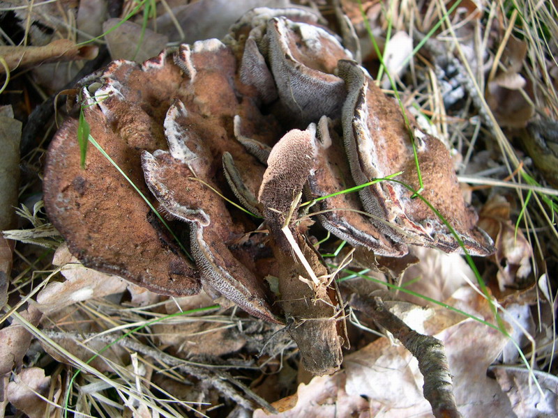 Hydnellum spongiosipes-d.JPG