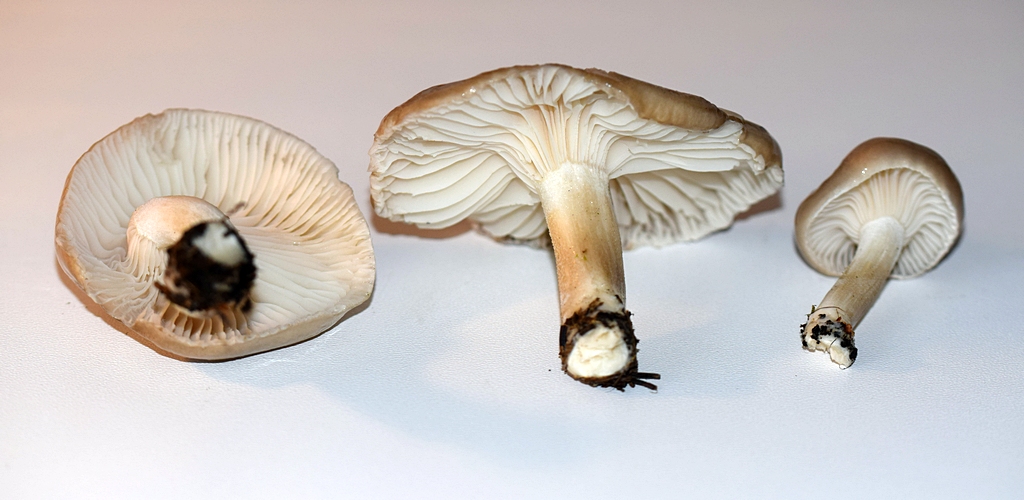 Hygrophorus agathosmus