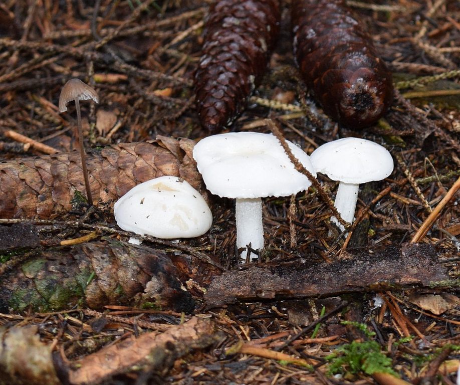 Hygrophorus sp.