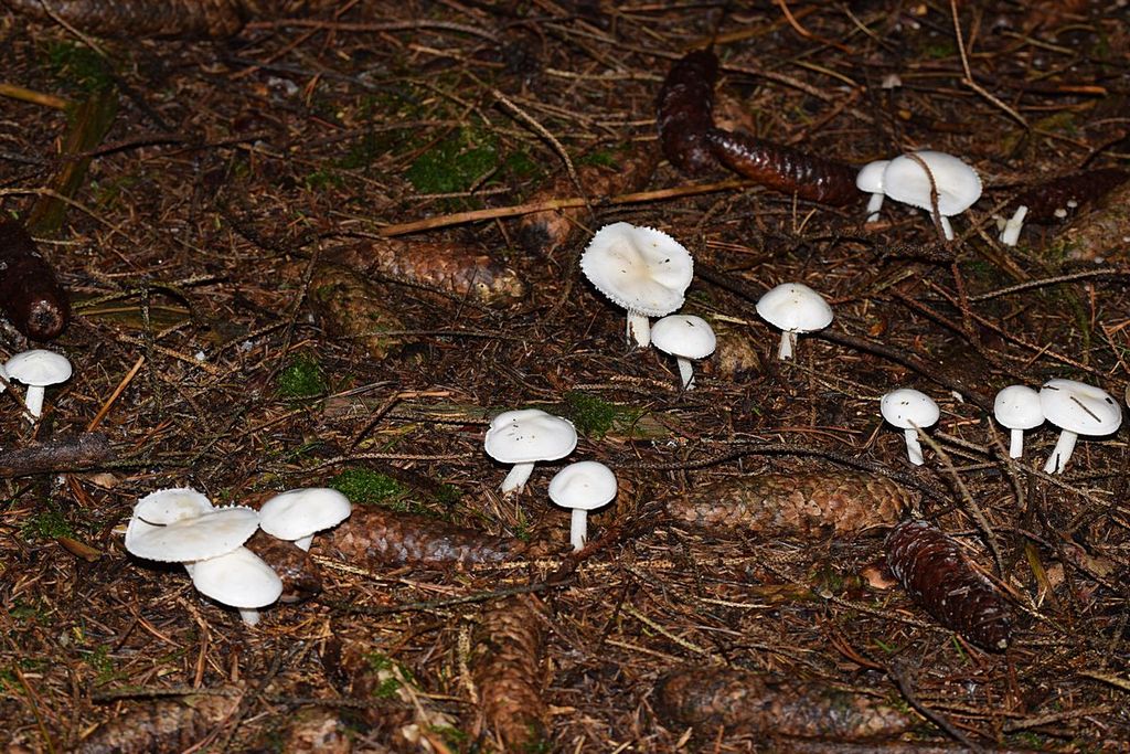 Hygrophorus sp.