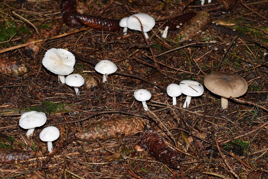 Hygrophorus sp.  und ein einzelner Frkp., der definitiv  Hygrocybe agathosmus  zuzuordnen ist