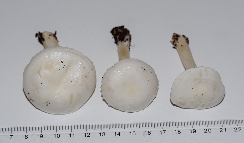 Hygrophorus sp.