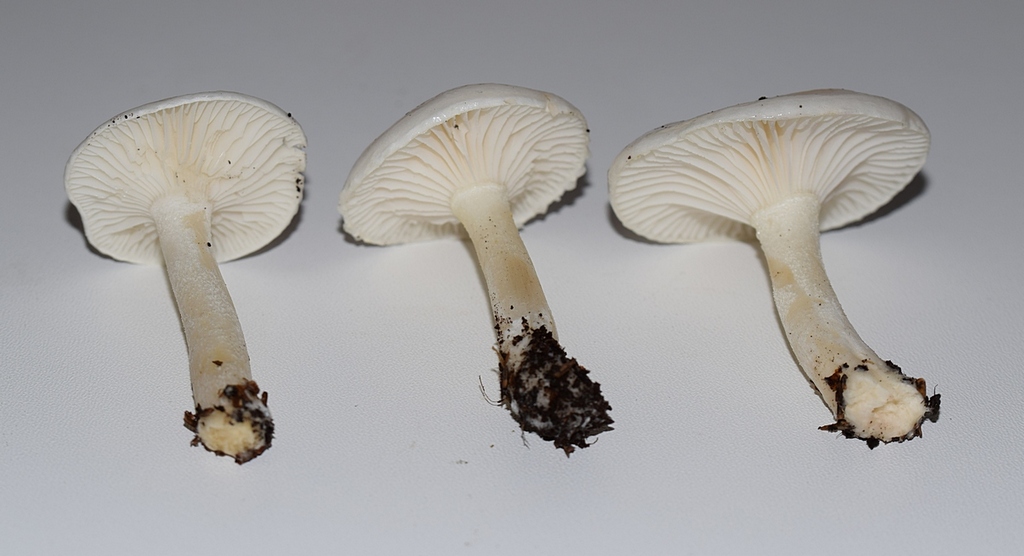 Hygrophorus sp.