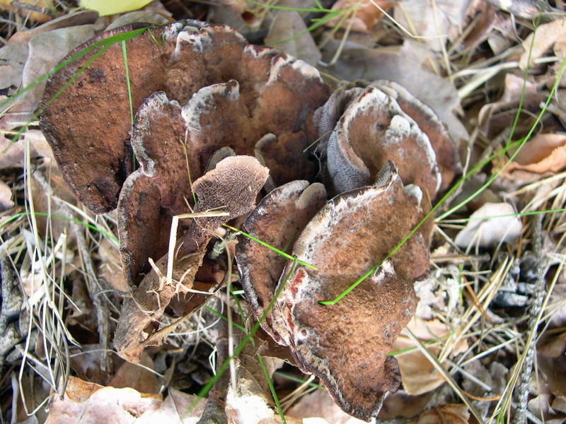 Hydnellum spongiosipes-e.JPG