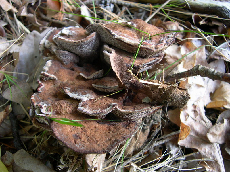 Hydnellum spongiosipes-f.JPG