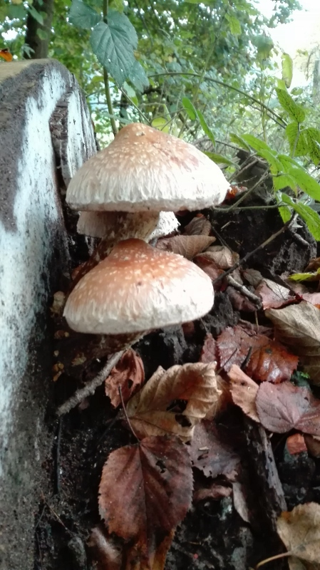 Hemipholiota populnea.jpg