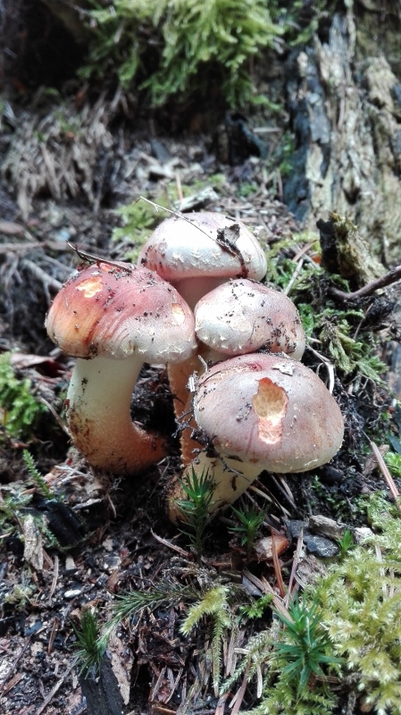 Hypholoma sublateritium.jpg