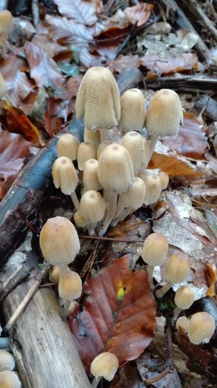 coprinus. spec .jpg