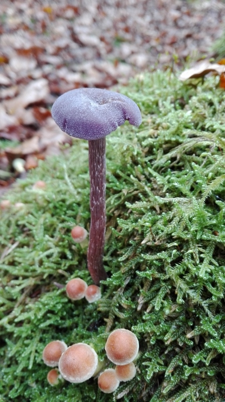 Laccaria amethystea & Hypholoma fasciculare.jpg