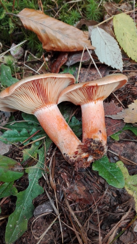 Lactarius deterrimus.jpg