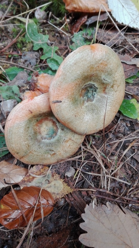 Lactarius deterrimus 2.jpg