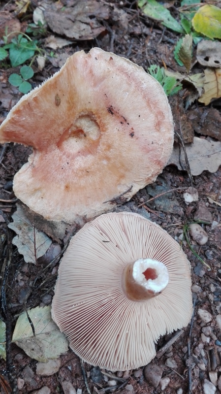 Lactarius torminosus.jpg