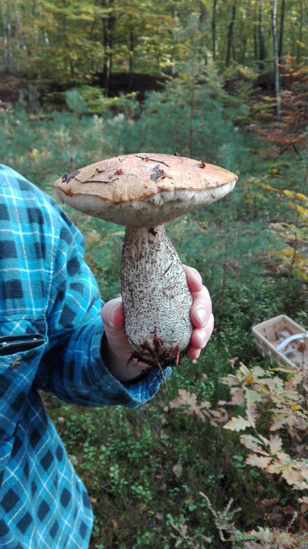 Leccinum versipelle.jpg