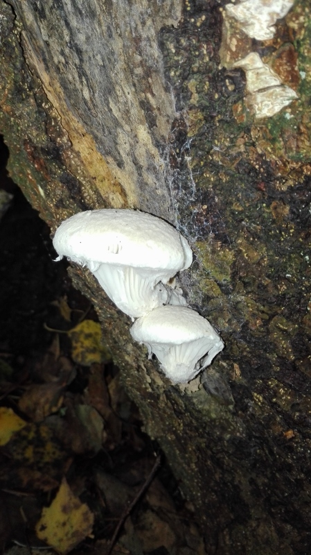 Pleurotus dryinus.jpg