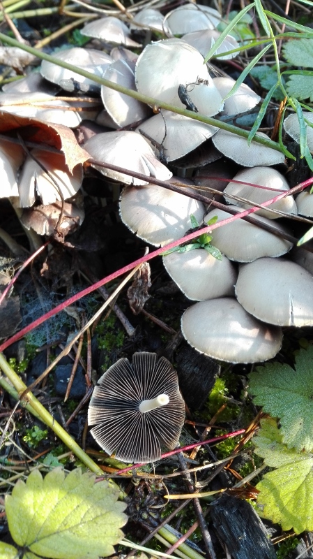 Psathyrella candolleana.jpg