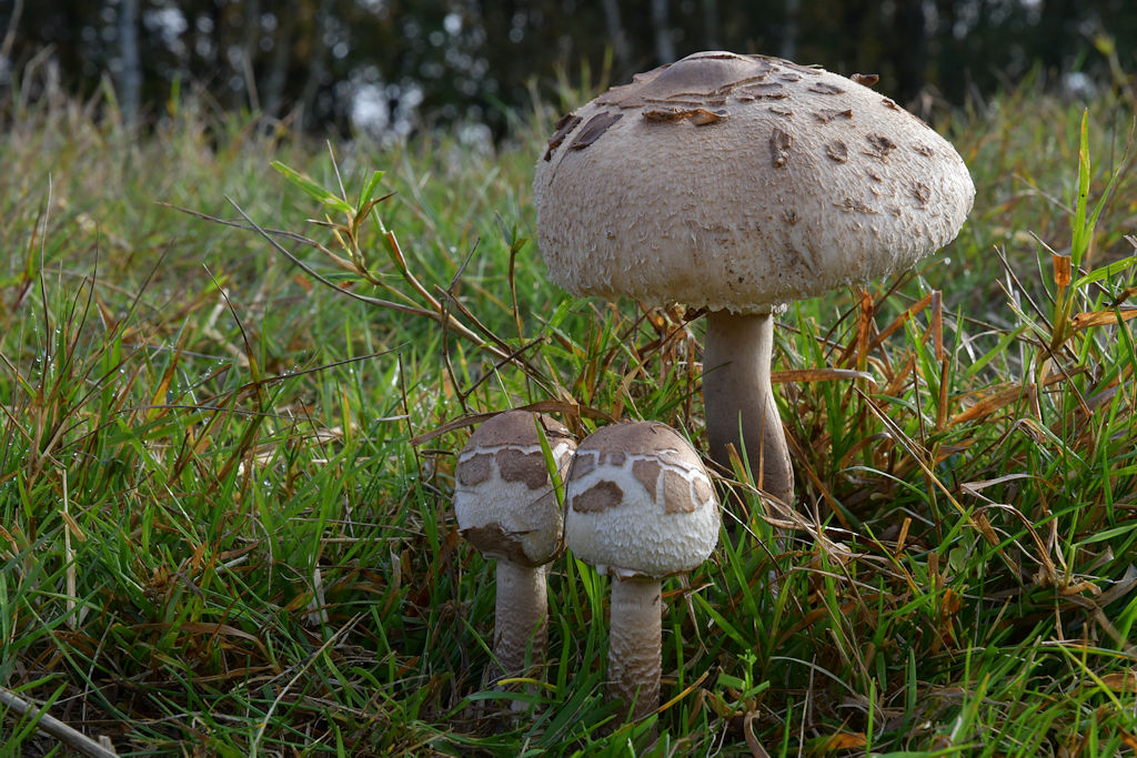 macrolepiota001.jpg
