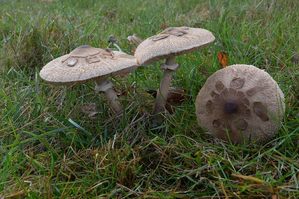 macrolepiota002.jpg