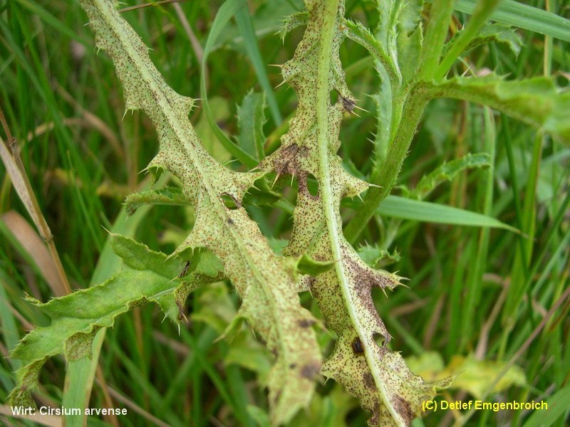 3-Puccinia punctiformis-II+III-b.JPG