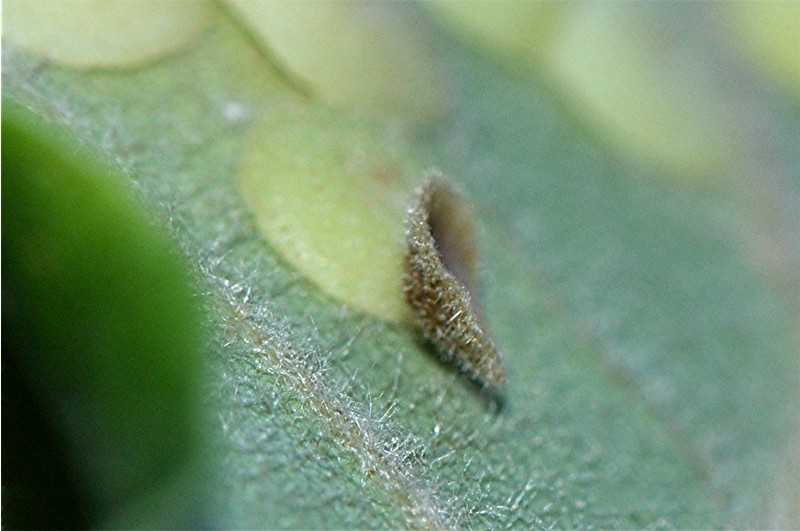 _DSC0846 Ausschnitt, Kontrast, Schärfe, klein.JPG