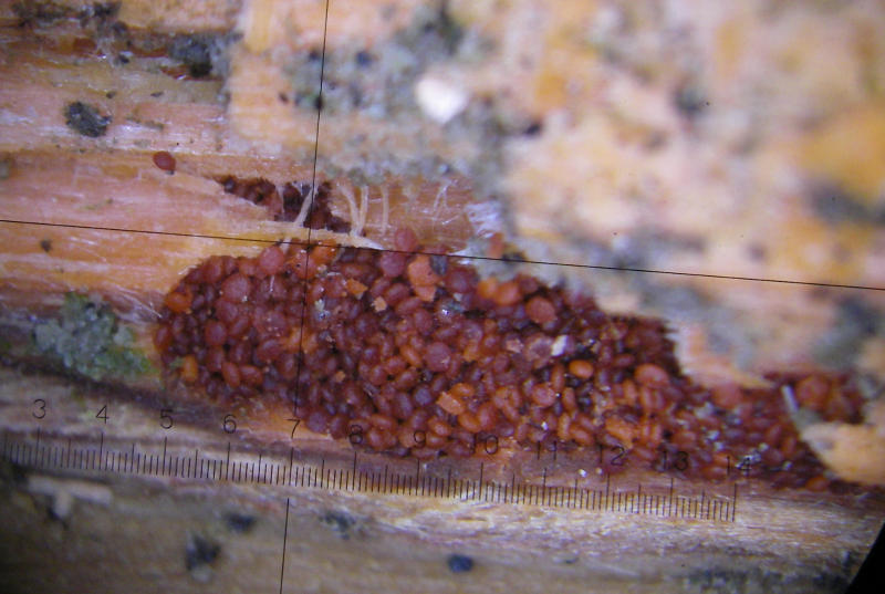 10fache Vergrößerung.jpg