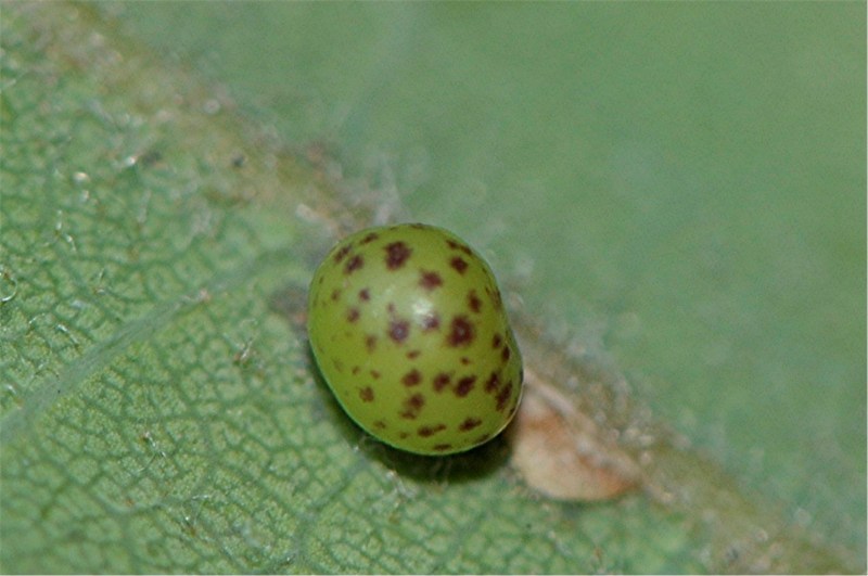 _DSC0855 Ausschnitt, Schärfe, klein.JPG