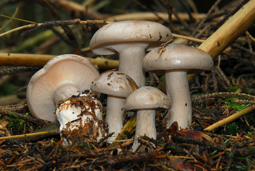Clitocybe_nebularis.jpg