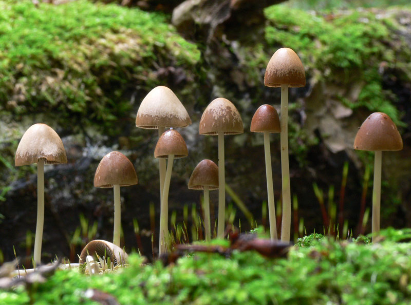Psathyrella_conopilus_015.jpg