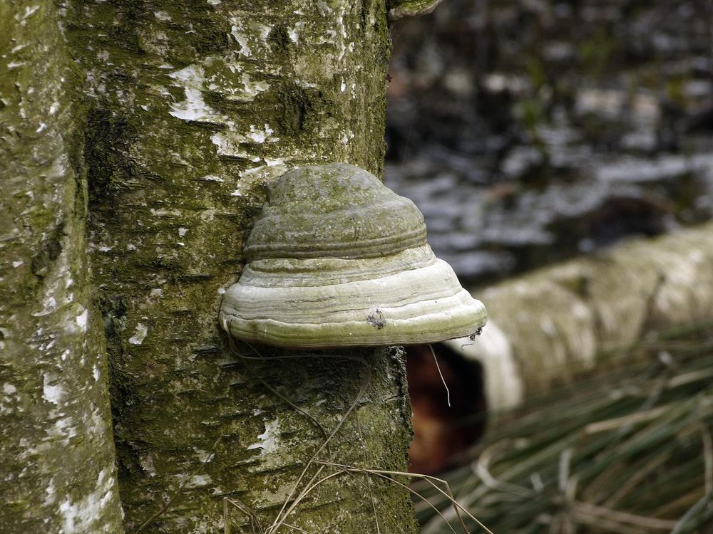 Zunderschwamm_x02-b (Copy).jpg