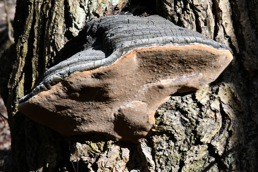 Phellinus002.jpg