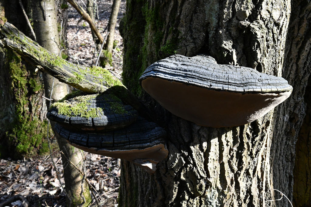 Phellinus003.jpg