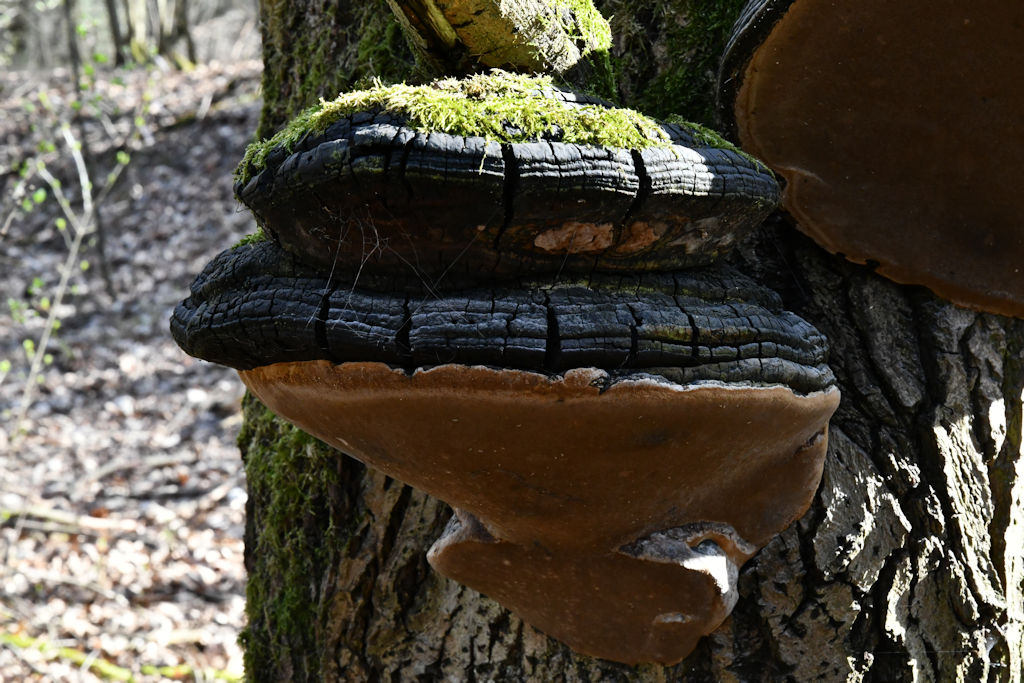 Phellinus004.jpg