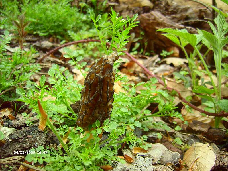 Fundstelle 4 002.jpg