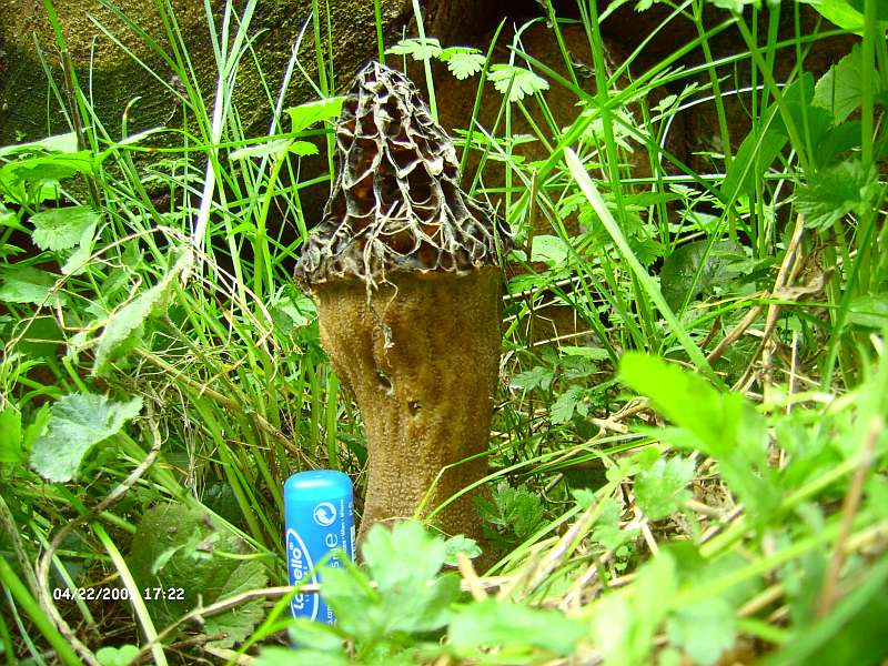 Fundstelle 4 024.jpg