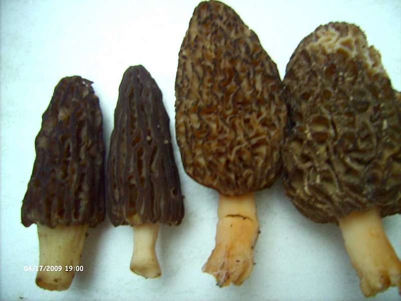 Vergleich Spitz-(links) und Rimumo.jpg