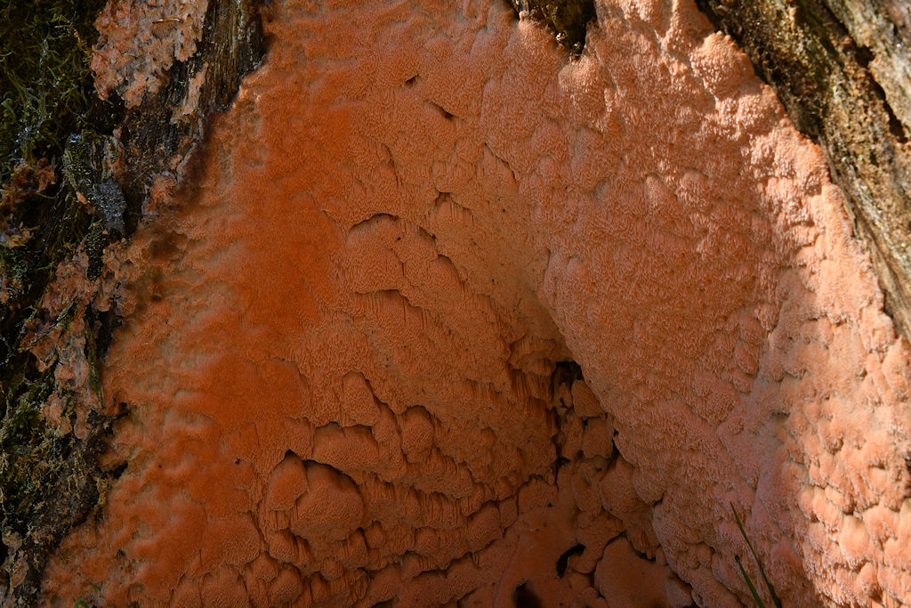 Rhodonia_placenta005.jpg