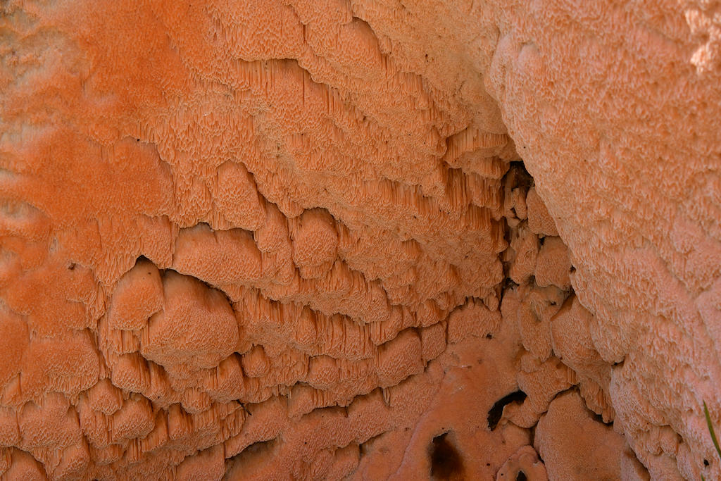 Rhodonia_placenta002.jpg