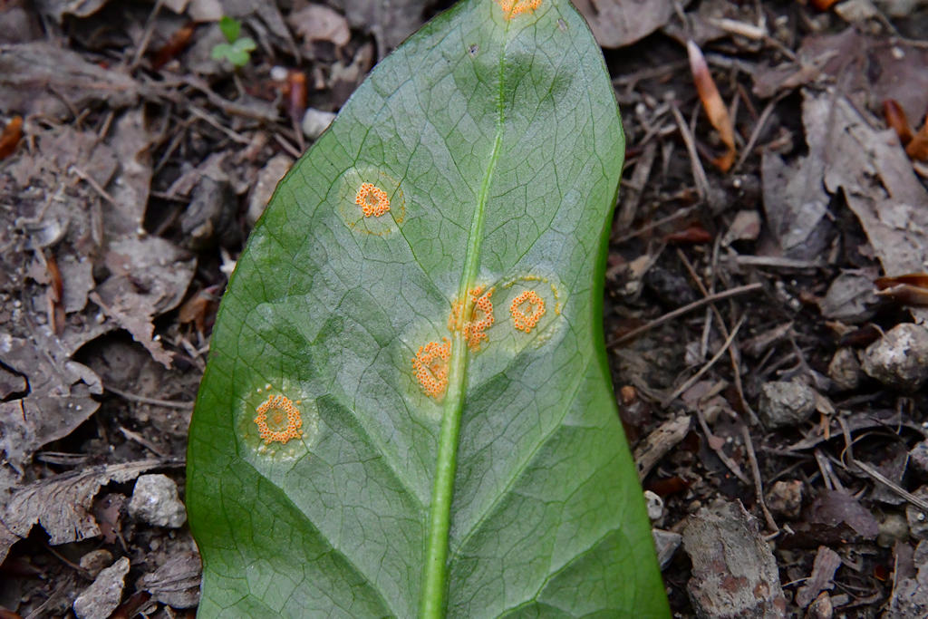 Puccinia_sessillis.jpg