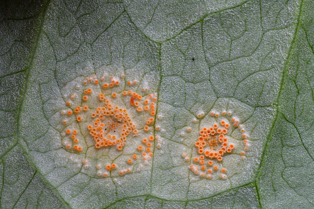 Puccinia_sessillis002.jpg