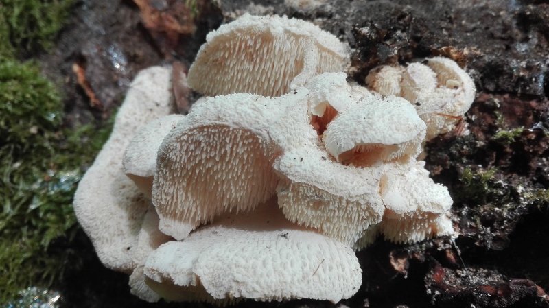 Hericium cirrhatum