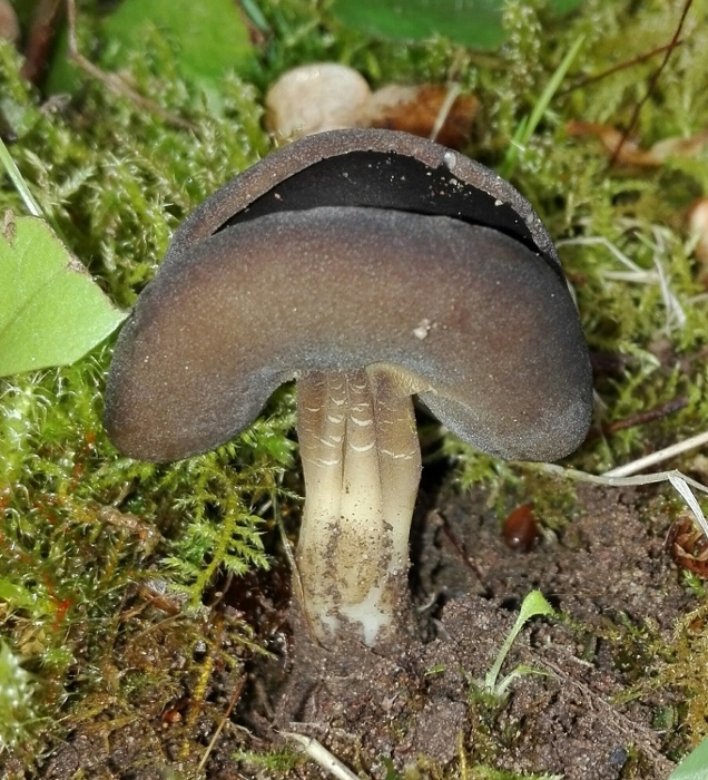 Helvella solitaria