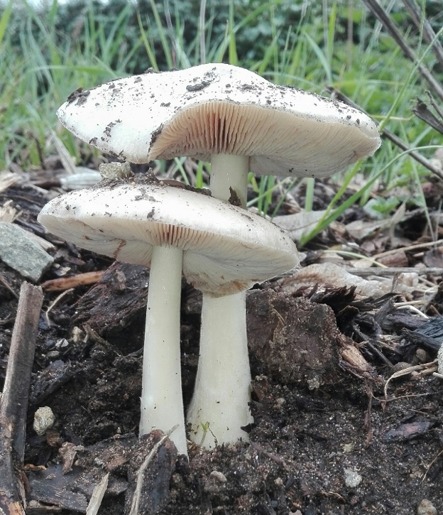 Volvariella Gloiocephala