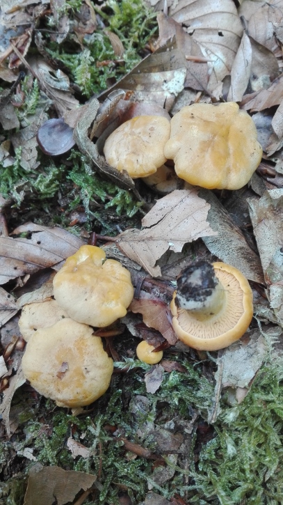 Cantharellus cibarius