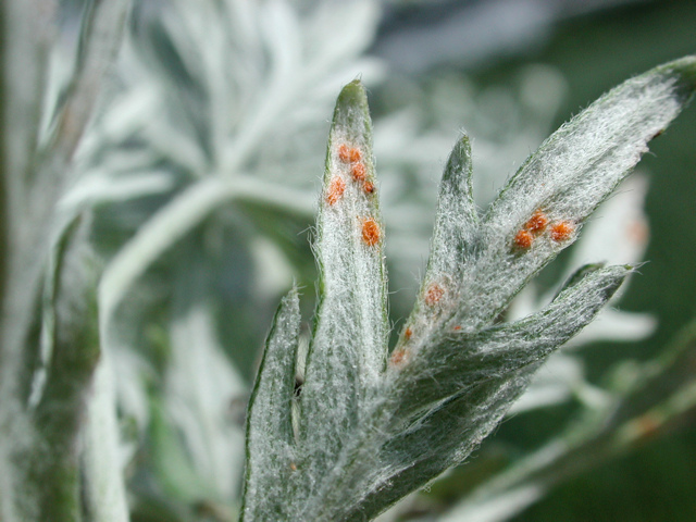 Phragmidium_potentillae.jpg